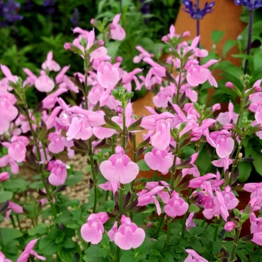 Salvia Pink Dream Fidesi Perenyal Süs Adaçayı