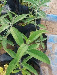 Buddleja × weyeriana 'Sungold' -Sarı Kelebek Çalısı Fidanı