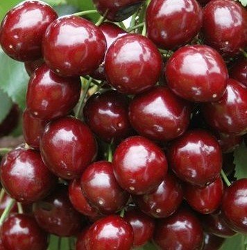 Kiraz ( Stella) Fidanı 150-200 cm-Tüplü