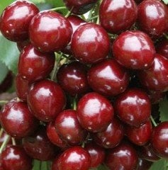 Kiraz ( Stella) Fidanı 150-200 cm-Tüplü