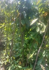 Kiraz ( Stella) Fidanı 150-200 cm-Tüplü