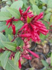 Kırmızı Çiçekli Cestrum (Cestrum Elegans)