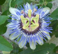 Passiflora Caerulea (Hardy Passion) Fidanı 25 Adet Tohum