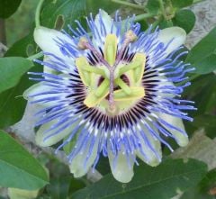 Passiflora Caerulea (Hardy Passion) Fidanı 25 Adet Tohum