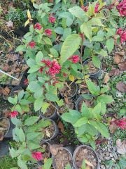 Kırmızı Çiçekli Cestrum (Cestrum Elegans)