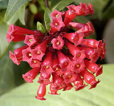 Kırmızı Çiçekli Cestrum (Cestrum Elegans)