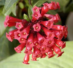 Kırmızı Çiçekli Cestrum (Cestrum Elegans)