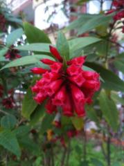 Kırmızı Çiçekli Cestrum (Cestrum Elegans)