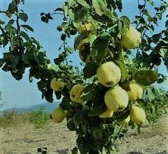 Ayva ( Limon Ayvası ) Fidanı 150-200 cm Açık Köklü Satışta