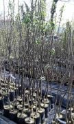 Ayva ( Limon Ayvası ) Fidanı 150-200 cm Açık Köklü Satışta
