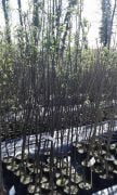 Ayva ( Limon Ayvası ) Fidanı 150-200 cm Açık Köklü Satışta