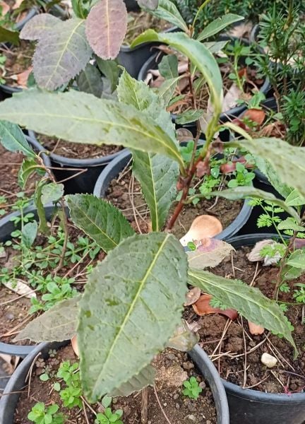 Camellia Sinensis-Çay (Yeşil Çay) Fidanı 15-20 cm