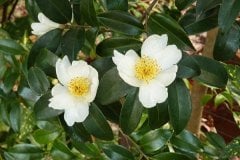 Camellia Sinensis-Çay (Yeşil Çay) Fidanı 15-20 cm