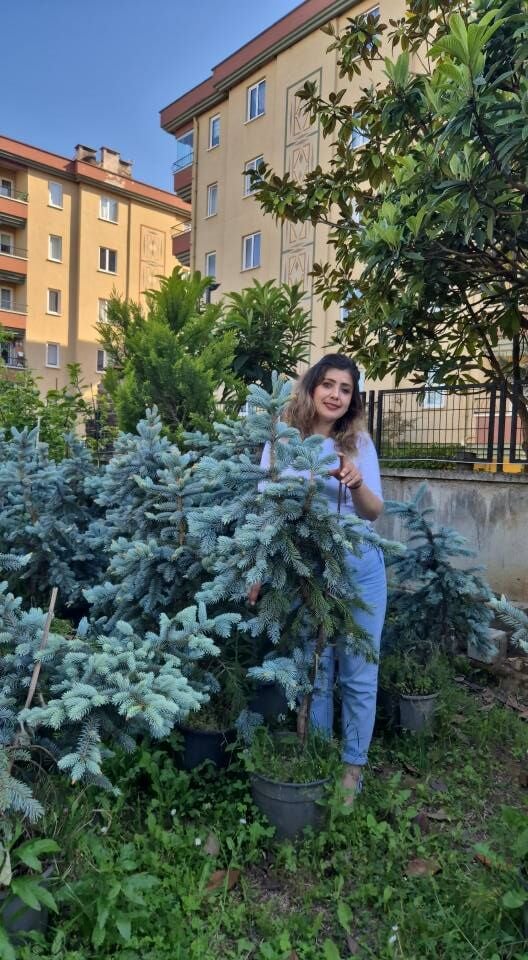 Aşılı İthal Hopsi Mavi Ladin Fidanı 130-140 cm-Bol Dallı