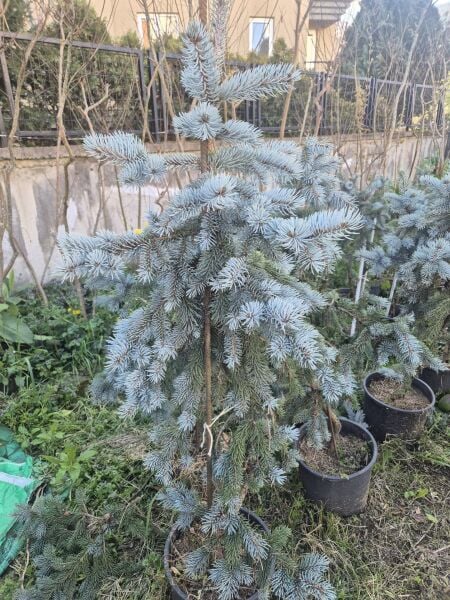 Aşılı İthal Hopsi Mavi Ladin Fidanı 130-140 cm-Bol Dallı