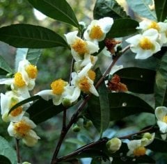 Camellia Sinensis-Çay (Yeşil Çay) Fidanı 15-20 cm
