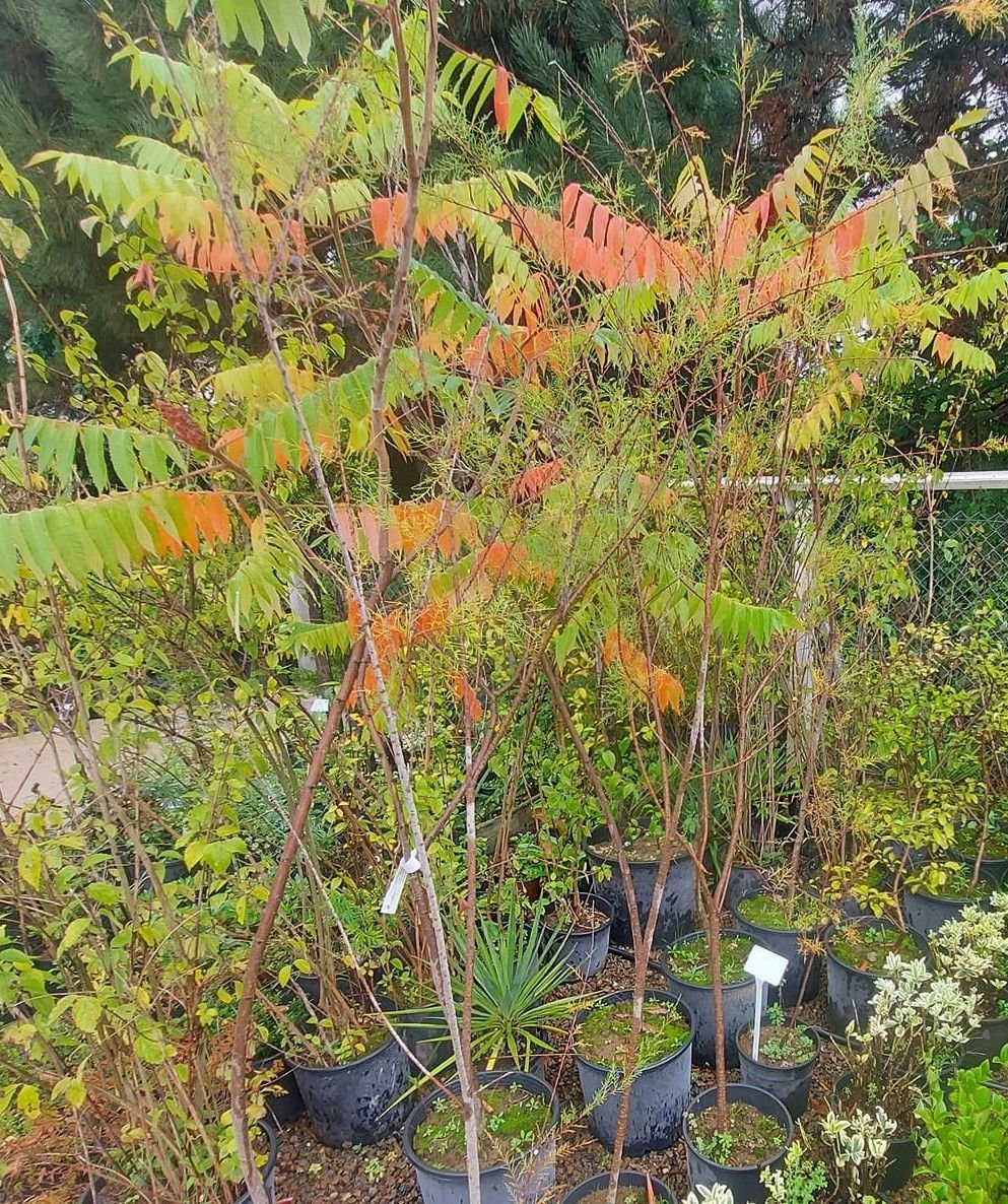 Tamarix Gallica Pembe Çiçekli Ilgın Ağacı 200 cm