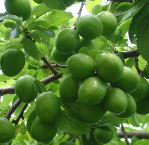 Erik (Can Eriği) Fidanı 150-200 cm-3-4 Yaş-Tüplü