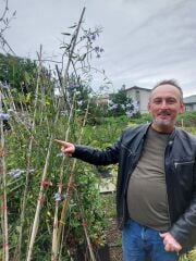 Solanum Crispum 200-220 cm-Şili Patates Asması Çiçeği