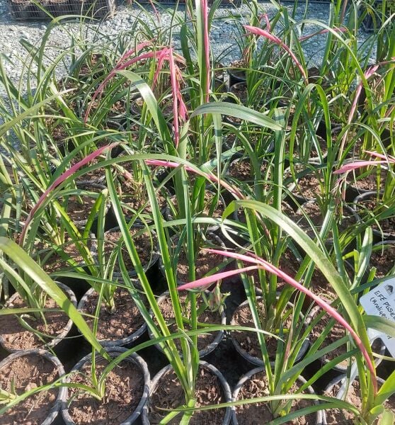 Billbergia Nutans-Efe Püsküllü-Kraliçenin Gözyaşları