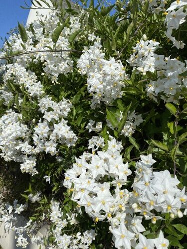 Solanum Beyaz Çiçekli