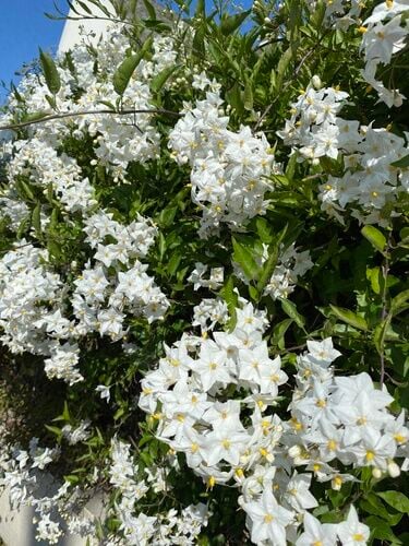 Solanum Beyaz Çiçekli