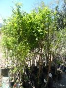 Erik (Can Eriği) Fidanı 150-200 cm-3-4 Yaş-Tüplü