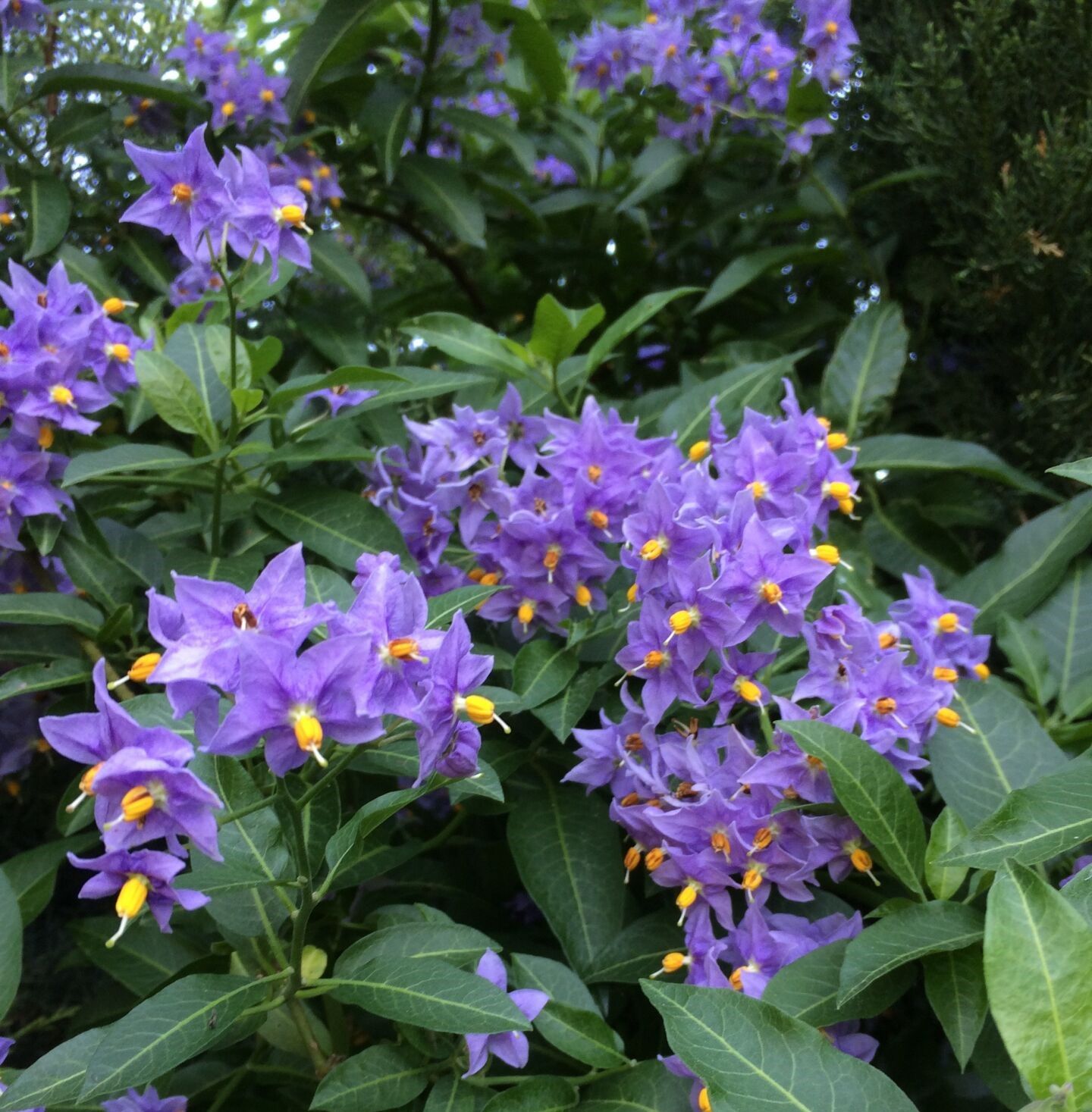 Solanum Crispum 200-220 cm-Şili Patates Asması Çiçeği