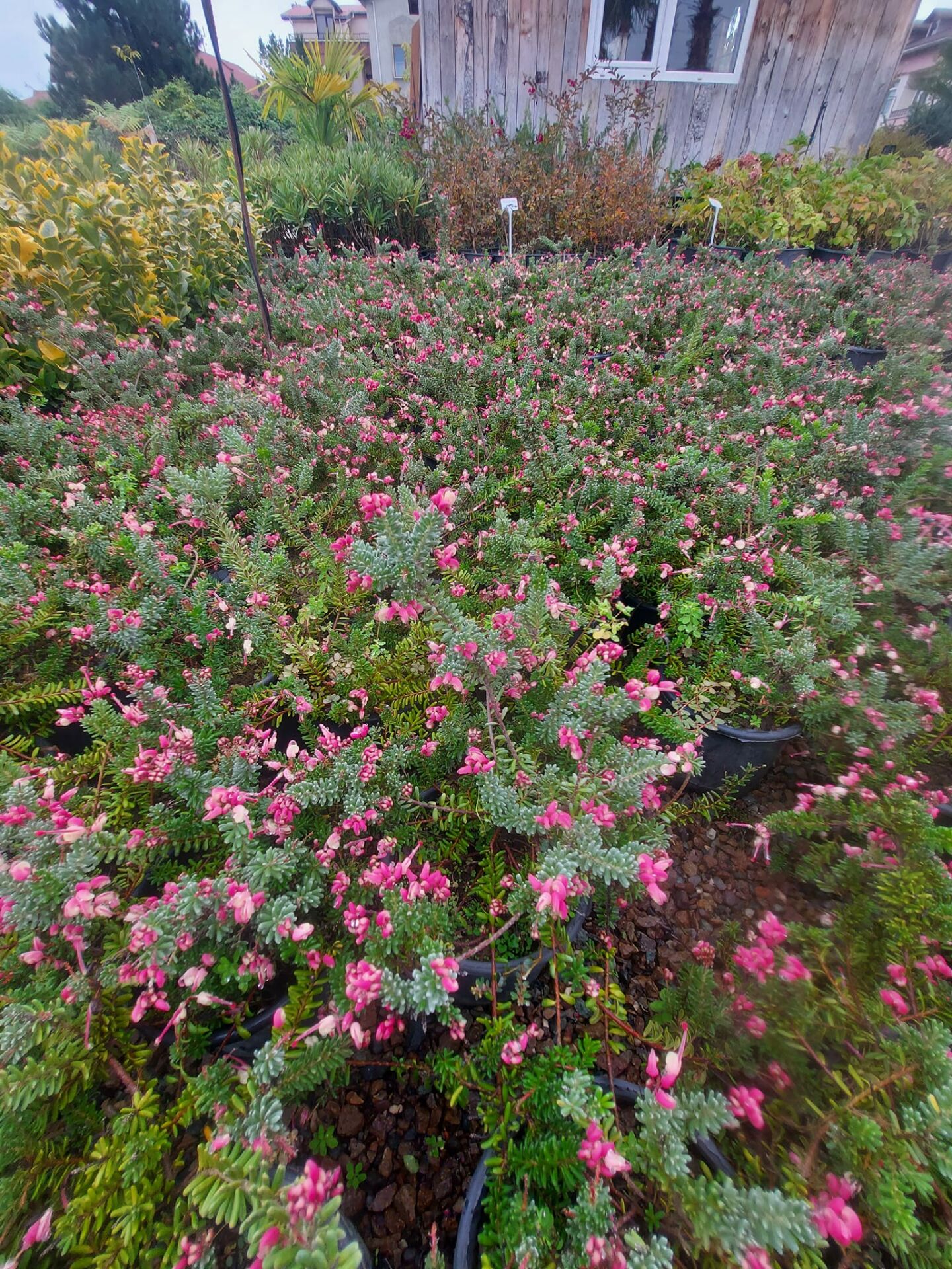 Bodur Sarkıcı Gravilla Grevillea lanigera, Saksıda