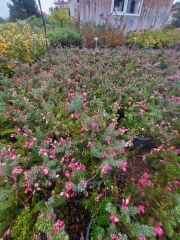 Bodur Sarkıcı Gravilla Grevillea lanigera, Saksıda