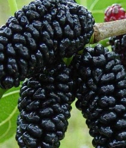 Siyah Tatlı Dut Fidanı 130-170 cm-3-4 Yaş-Tüplü