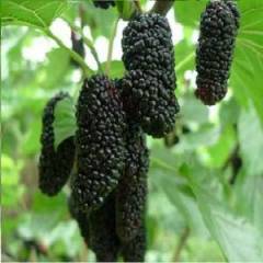 Siyah Tatlı Dut Fidanı 130-170 cm-3-4 Yaş-Tüplü