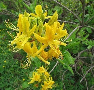 Parfüm Kokulu Sarı Orman Gülü 100-130 cm-Anaç Fidan-Rootball