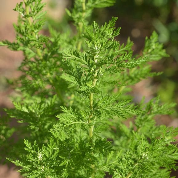 Peygamber Süpürgesi-Tatlı Pelin Otu Fidanı-Artemisia Annua