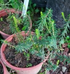 Funda Çalısı Erica Darleyensis