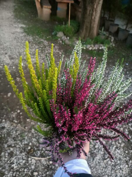 Funda Çalısı Erica Darleyensis İthal-Mor  Renk