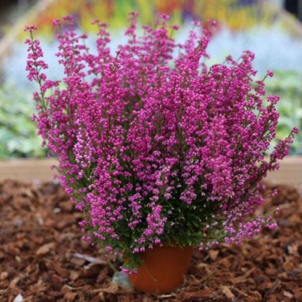 Funda Çalısı Erica Darleyensis İthal-Mor  Renk