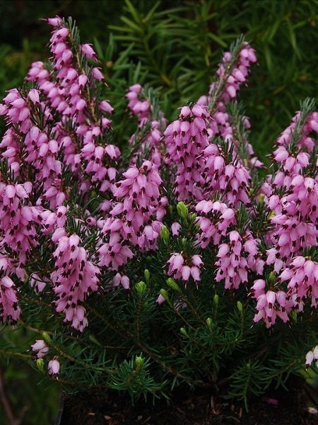 Funda Çalısı Erica Darleyensis
