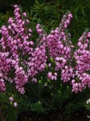 Funda Çalısı Erica Darleyensis