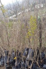 Nar (Hicaz Narı) 140-160 cm-3-4 Yaş-Tüplü