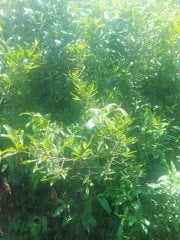 Nar (Hicaz Narı) 140-160 cm-3-4 Yaş-Tüplü