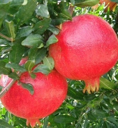 Nar (Hicaz Narı) 140-160 cm-3-4 Yaş-Tüplü