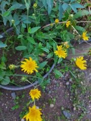Hieracium Canadense Fidanı Anaç Bitki