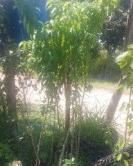Nektarin ( Beyaz Nektarin) Fidanı 150 cm-3-4 Yaş-Tüplü