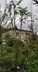 Decaisnea Fargesii (Ölü Adamın Parmakları)-10 Yaş-300 cm