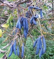 Decaisnea Fargesii (Ölü Adamın Parmakları)-10 Yaş-300 cm