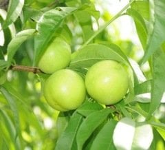 Nektarin ( Beyaz Nektarin) Fidanı 150 cm-3-4 Yaş-Tüplü