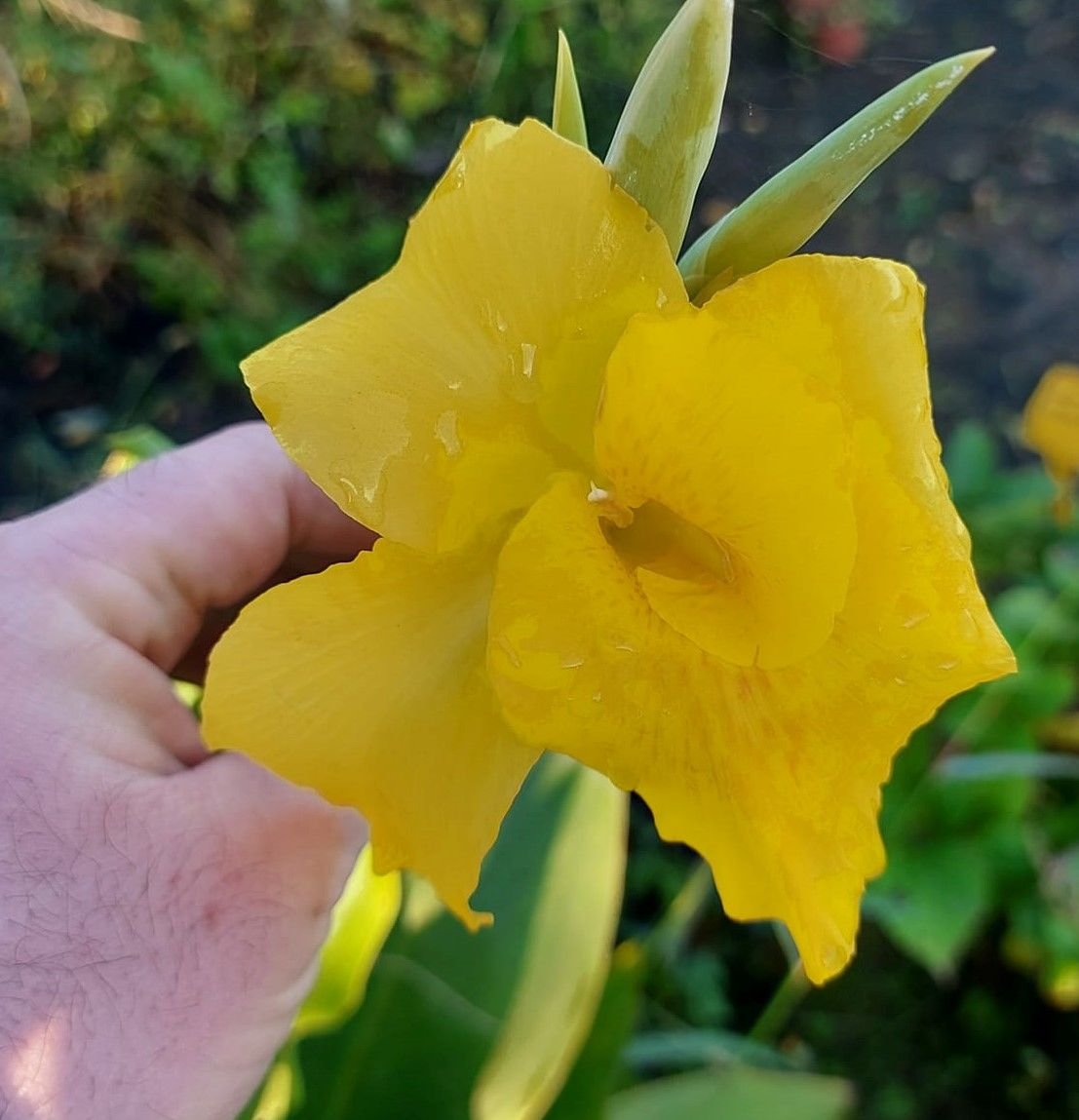 Sarı Tesbih Çiçeği Canna indica Yellow