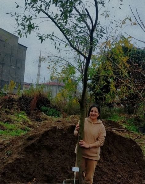 Güz Zeytini Fidanı 20 Yaş- Boy 400 cm-Gövde Çevresi 30-35 cm