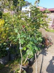 Fagus Sylvatica Kayın Fidanı 8 Yaş-Gövde Çevresi 6-10 cm